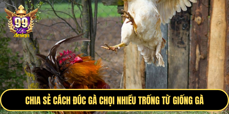 Chia sẻ cách đúc gà chọi nhiều trống từ giống gà