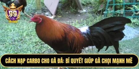Cách Nạp Carbo Cho Gà Đá